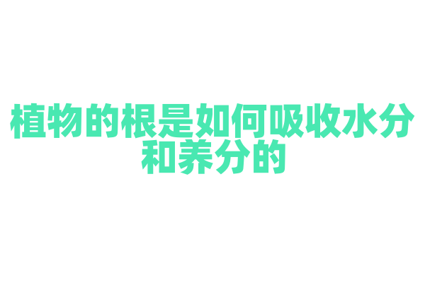 植物的根是如何吸收水分和养分的？
