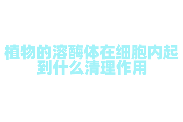 植物的溶酶体在细胞内起到什么清理作用？