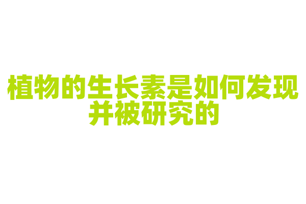 植物的生长素是如何发现并被研究的？