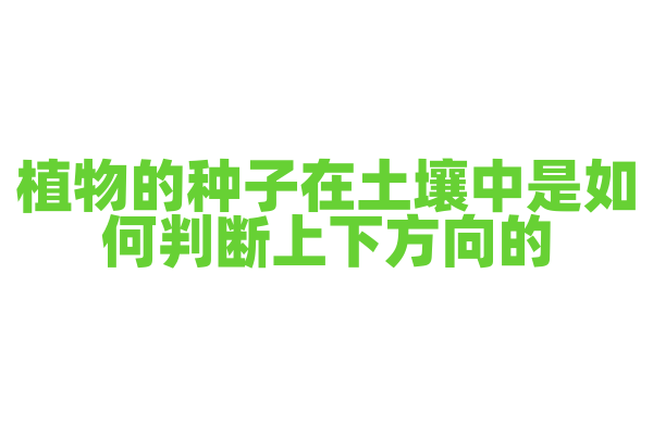 植物的种子在土壤中是如何判断上下方向的？