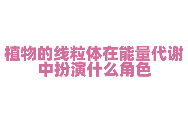植物的线粒体在能量代谢中扮演什么角色？