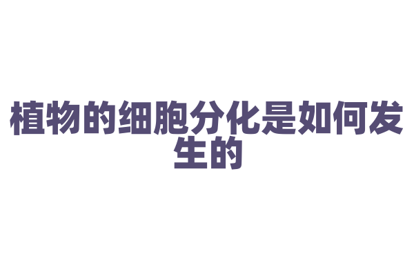 植物的细胞分化是如何发生的？