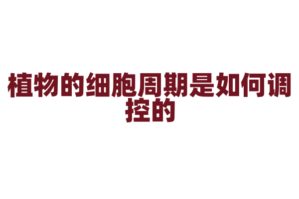 植物的细胞周期是如何调控的？