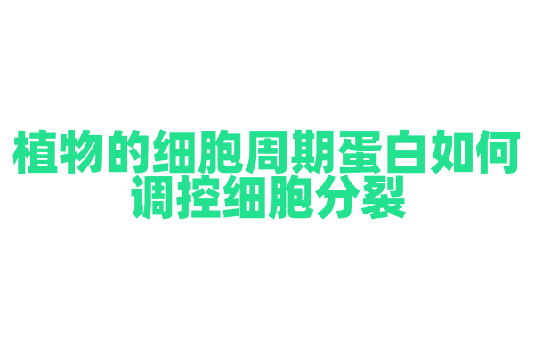 植物的细胞周期蛋白如何调控细胞分裂？