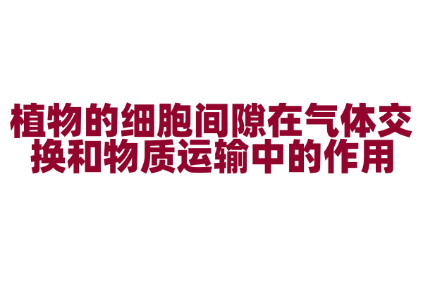 植物的细胞间隙在气体交换和物质运输中的作用？