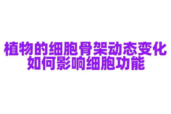 植物的细胞骨架动态变化如何影响细胞功能？
