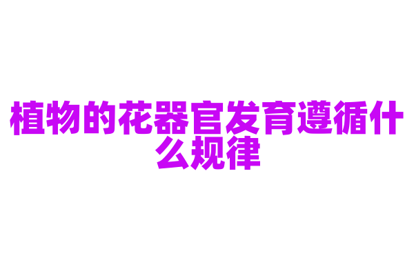 植物的花器官发育遵循什么规律？