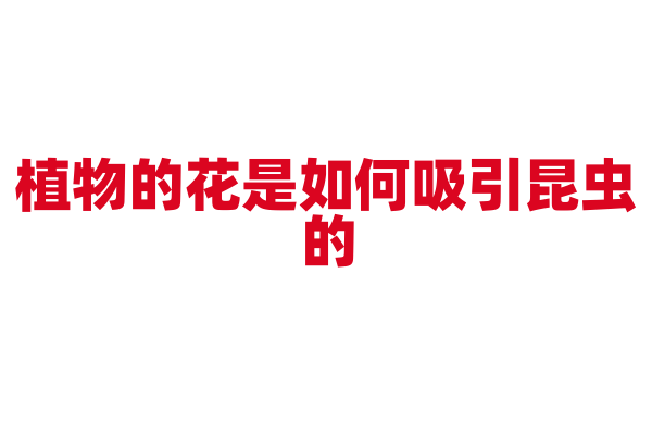 植物的花是如何吸引昆虫的?
