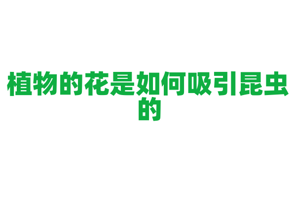 植物的花是如何吸引昆虫的？