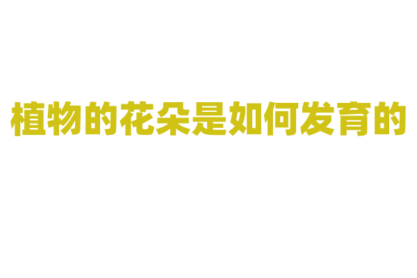 植物的花朵是如何发育的？