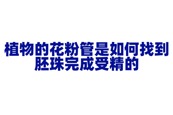 植物的花粉管是如何找到胚珠完成受精的？
