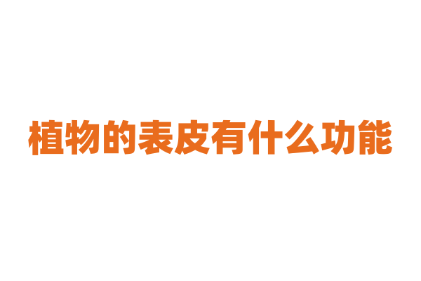 植物的表皮有什么功能？