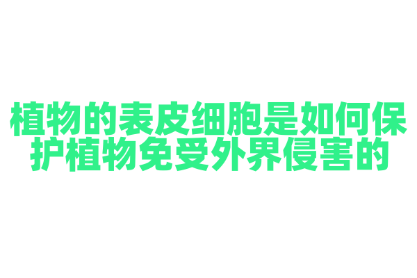 植物的表皮细胞是如何保护植物免受外界侵害的？
