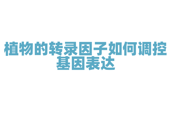 植物的转录因子如何调控基因表达？