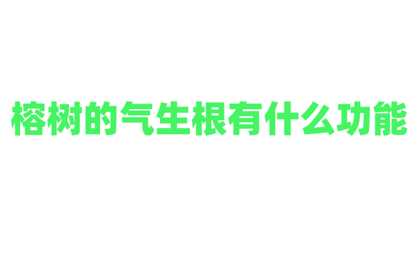 榕树的气生根有什么功能