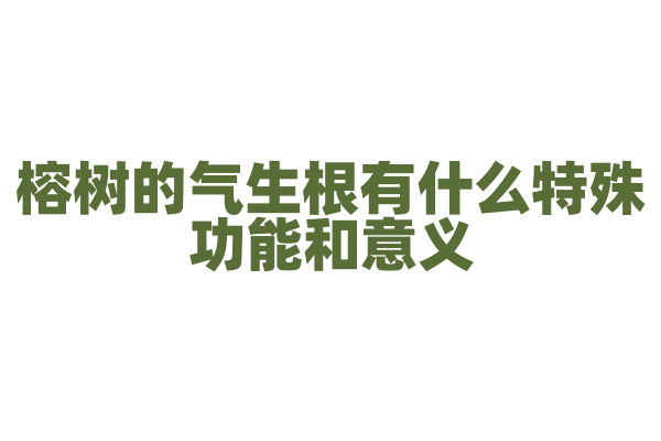 榕树的气生根有什么特殊功能和意义？