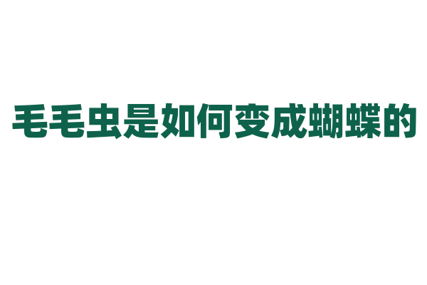 毛毛虫是如何变成蝴蝶的？