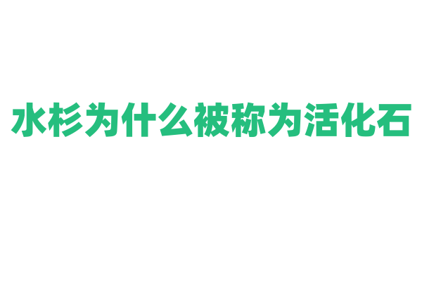 水杉为什么被称为活化石，它在植物进化史上有什么地位？