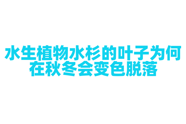 水生植物水杉的叶子为何在秋冬会变色脱落？