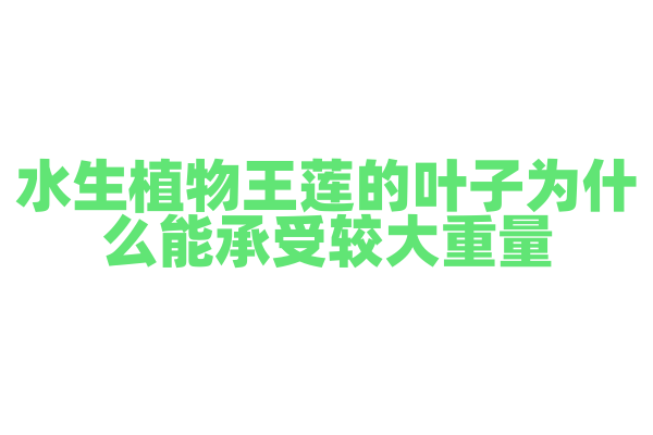 水生植物王莲的叶子为什么能承受较大重量？