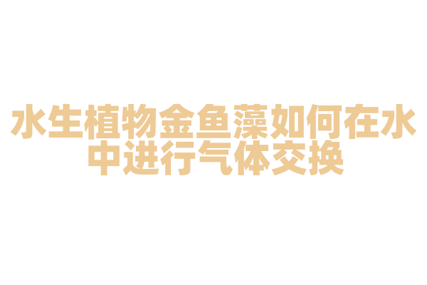 水生植物金鱼藻如何在水中进行气体交换？
