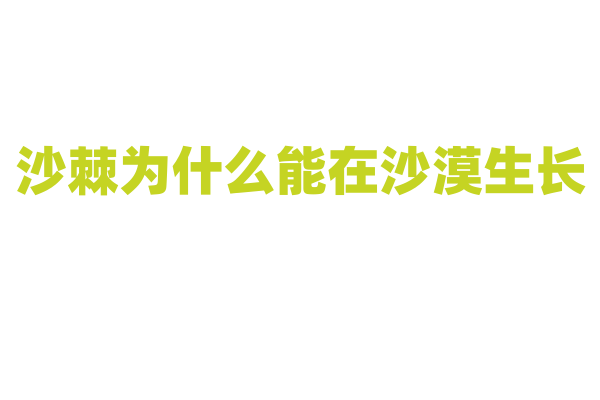 沙棘为什么能在沙漠生长，它的抗旱机制有哪些？