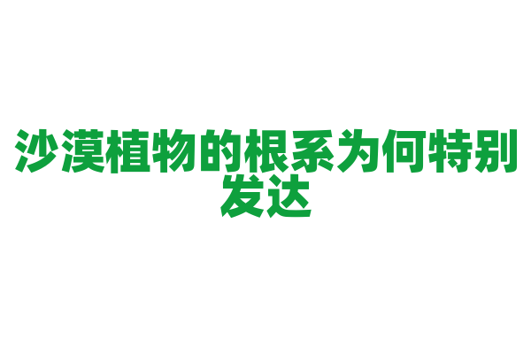 沙漠植物的根系为何特别发达？