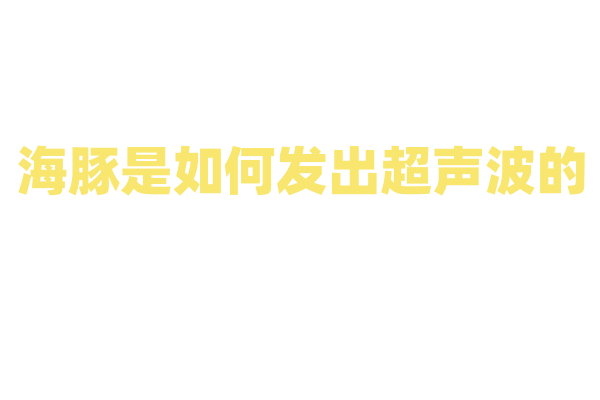 海豚是如何发出超声波的？