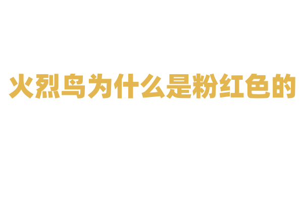 火烈鸟为什么是粉红色的？