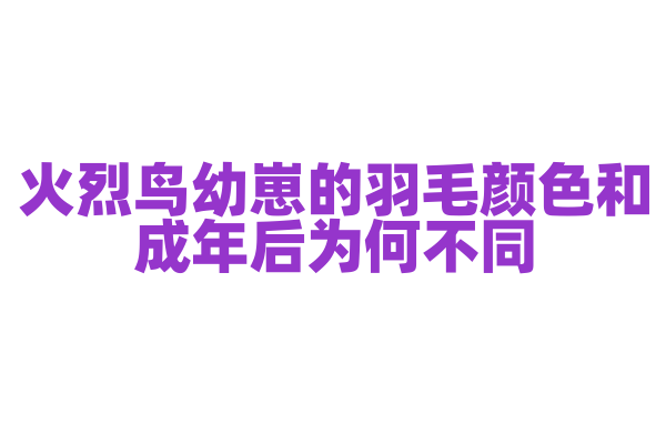 火烈鸟幼崽的羽毛颜色和成年后为何不同？