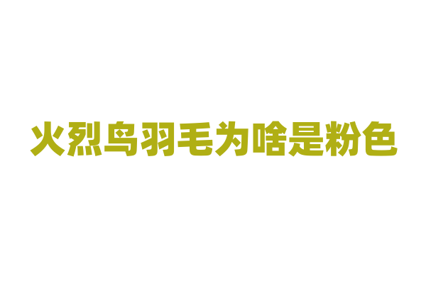 火烈鸟羽毛为啥是粉色，变色有奥秘？