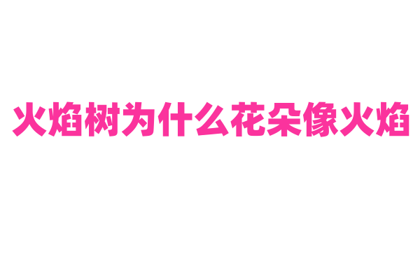 火焰树为什么花朵像火焰，它的花色形成和花期特点是什么？