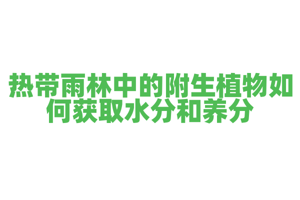 热带雨林中的附生植物如何获取水分和养分？