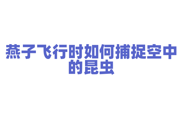 燕子飞行时如何捕捉空中的昆虫？