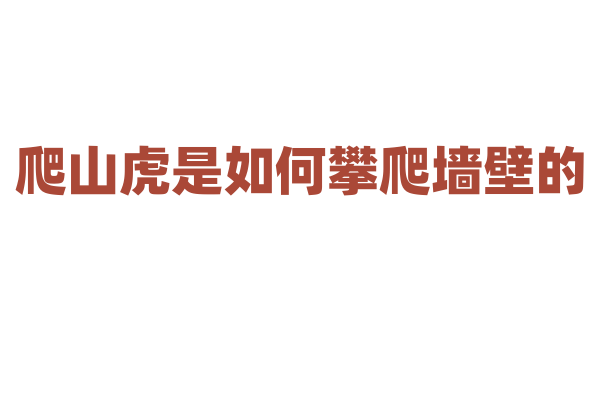 爬山虎是如何攀爬墙壁的
