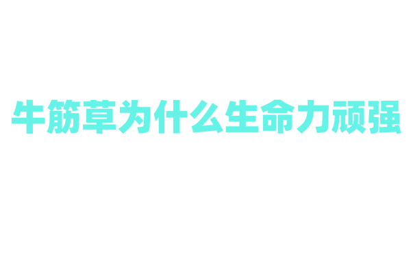 牛筋草为什么生命力顽强，它的根系和繁殖方式有什么特点？