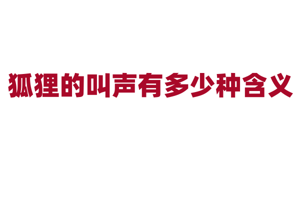 狐狸的叫声有多少种含义？