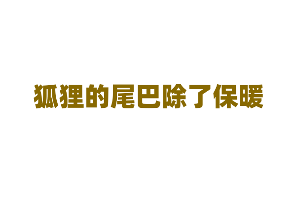 狐狸的尾巴除了保暖，还有什么用途？