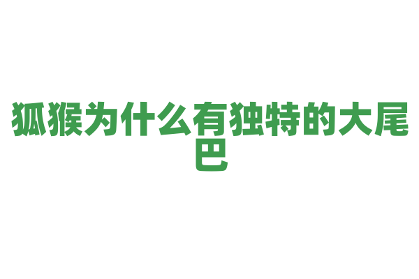 狐猴为什么有独特的大尾巴，它的尾巴在生活中有哪些作用？