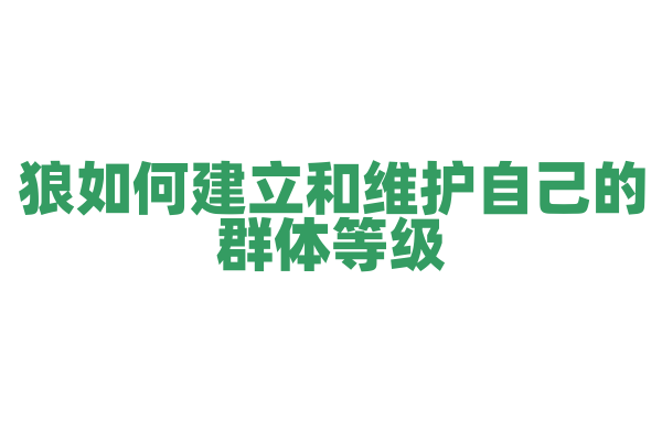 狼如何建立和维护自己的群体等级？