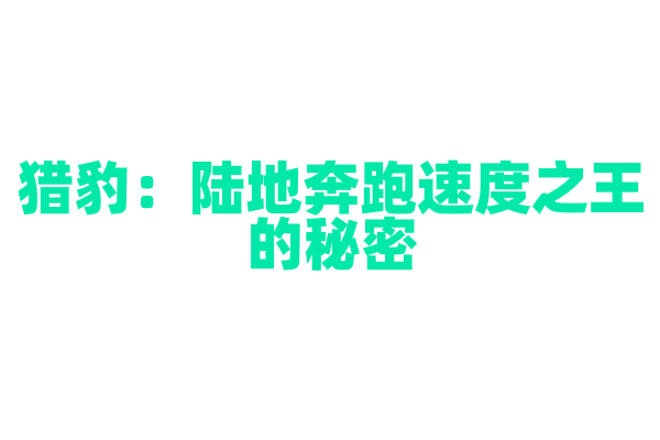猎豹：陆地奔跑速度之王的秘密