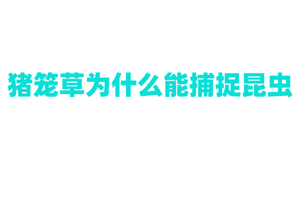 猪笼草为什么能捕捉昆虫，它的捕虫笼是如何运作的？