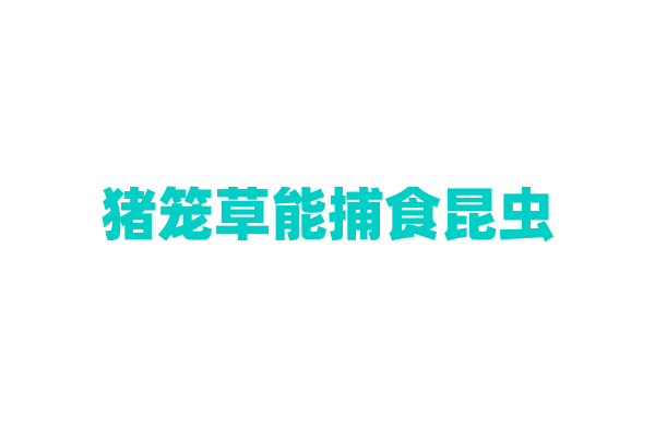 猪笼草能捕食昆虫，它的陷阱是怎样运作的？