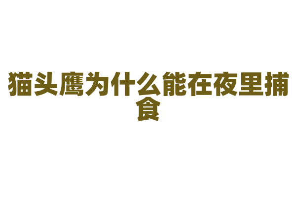 猫头鹰为什么能在夜里捕食，它的眼睛有什么独特之处？