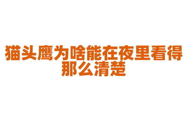 猫头鹰为啥能在夜里看得那么清楚？
