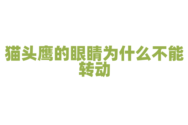 猫头鹰的眼睛为什么不能转动