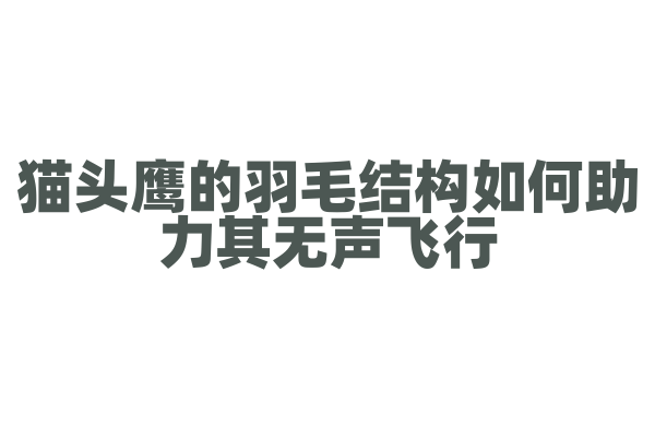 猫头鹰的羽毛结构如何助力其无声飞行？
