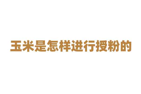 玉米是怎样进行授粉的