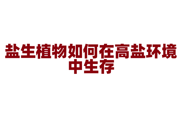 盐生植物如何在高盐环境中生存？
