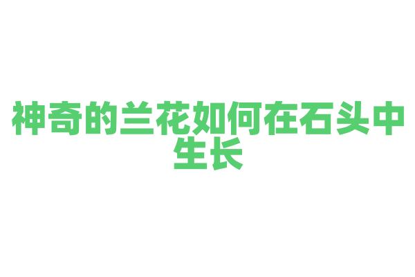 神奇的兰花如何在石头中生长？